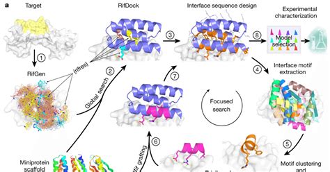 design of protein binding proteins from the target structure alone.